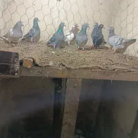 کفتر بغداد