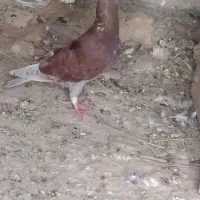 کبوتر