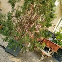 دخت کاج|گل و گیاه طبیعی|کرج, اصفهانی‌ها|دیوار