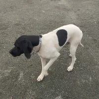 پوینتر انگلیسی|سگ|رشت, جماران|دیوار