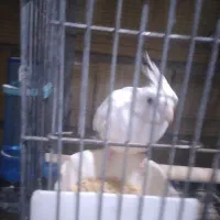 عروس هلندی آلبینو فروش و معاوضه