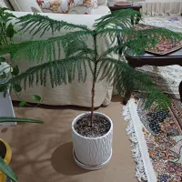 گل گیاه