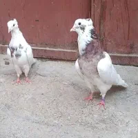 یه جفت کبوتر خال نرو ماده