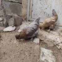 دو عدد مرغ تخم گذار