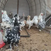 تخم نطفه دار سلطان|حیوانات مزرعه|کوچصفهان, |دیوار