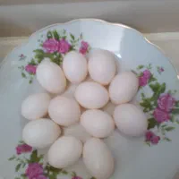 تخم بدون نطفه