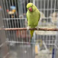 کلبه پرنده|پرنده|ساوه, |دیوار