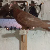 سرخ ماده