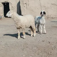 دوکابرپاکستانی و بره نر پلواری|حیوانات مزرعه|زابل, |دیوار