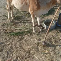 گوساله نره است