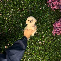 سگ آپارتمانی سایز ریز ۴/۵