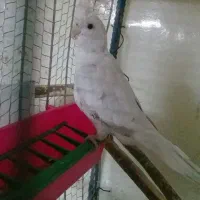 البینو ماده مست