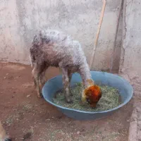 سلام فروش یک عدد بره ماده