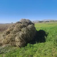 علف یونجه  برداشت سوم