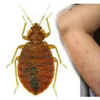 سمپاشی سم پاشی موریانه ساس کک کنه سوسک پردیسان قم