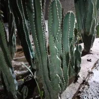 درختچه ی کاکتوس