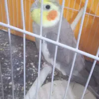 عروس هلندی نر آماده آماده