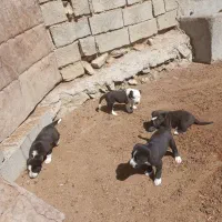 توله فروشی