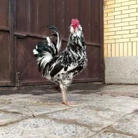 مرغ خروس گلین طوسی|حیوانات مزرعه|فولادشهر, زاینده رود|دیوار