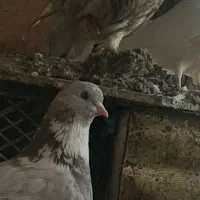 ۵ عدد کبوتر تهرونی و پلاکی