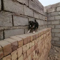 کته سرابی|سگ|شاهرود, |دیوار