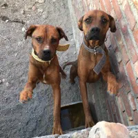 واگذاری پیت بول|سگ|عنبرآباد, |دیوار