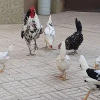 مرغ وخروس گلین|حیوانات مزرعه|خمینی‌شهر, |دیوار