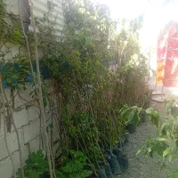 درخت|گل و گیاه طبیعی|رفسنجان, |دیوار
