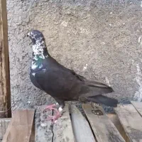 سینه سفید|پرنده|شیراز, دشت چنار|دیوار