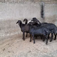 بره قوچ های قزل افشار و قره قزل  میش  بزغاله فروشی