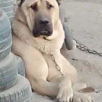 سگ سرابی خاص|سگ|شوط, |دیوار