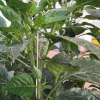 گلخانه اتباع