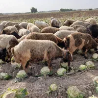 میش|حیوانات مزرعه|دزفول, |دیوار