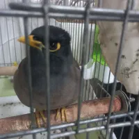 مرغ مینا باهوش و زرنگ|پرنده|پاکدشت, پاکدشت (مامازند)|دیوار