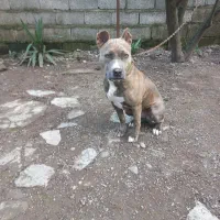 واگذاری غیر رایگان سگ پیتبول امریکن تریر