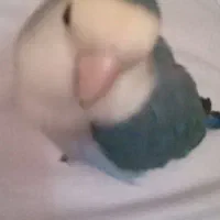 کوتوله برزیلی