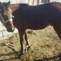 اسب نر|اسب و تجهیزات اسبسواری|اصلاندوز, |دیوار