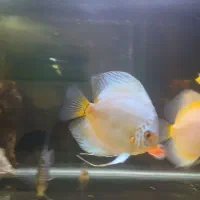 ماهی دیسکس زیبا|ماهی|تهران, کیانشهر|دیوار