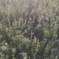 کاه یونجه
