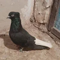 یدونه زاغ دم سفید نر مست پرشی ضربه وهم جفتگاه|پرنده|پاکدشت, پاکدشت (مامازند)|دیوار