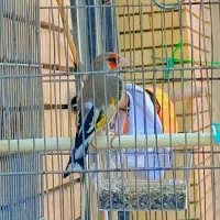 سهره کرمانی گل بلند|پرنده|کرمان, |دیوار