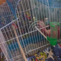 یک جفت مرغ عشق