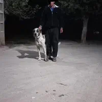 سگ.|سگ|عطاملک, |دیوار