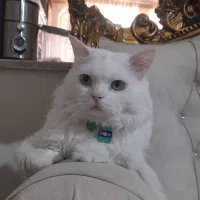 گربه