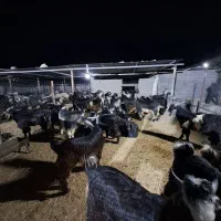 کهره نر چاق