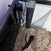 آکواریوم|ماهی|فردیس, فرامرزیه|دیوار