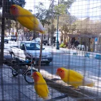 کوتوله برزیلی