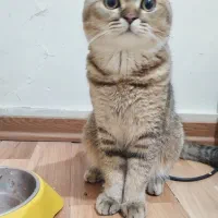 واگذاری گربه