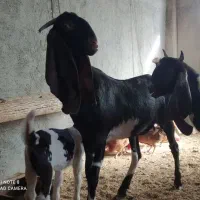 کولار و بزغاله نر و بز جملی آنتیک آنتیک