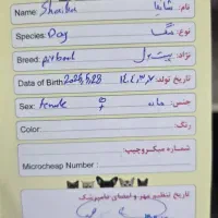 توله پیتبول با اصالت|سگ|اصفهان, کوی ولی عصر|دیوار